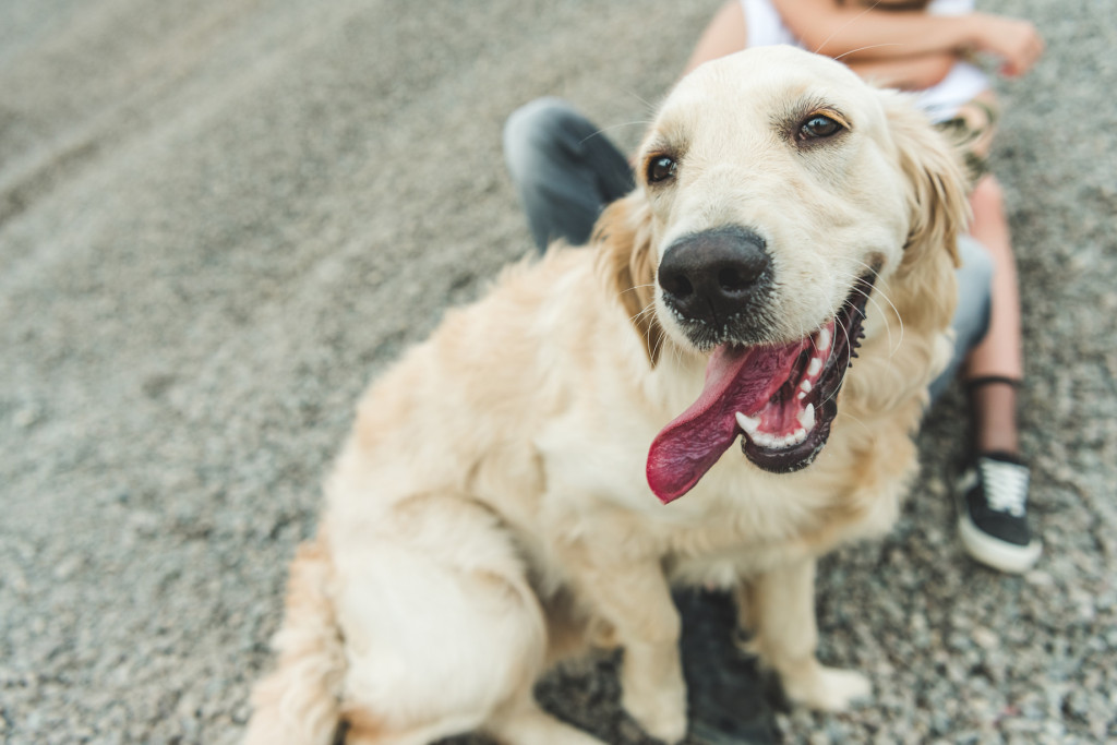 Golden Retriever: Wesen, Charakter, Aussehen & Haltung