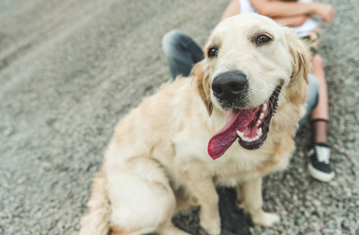 Mein-Golden-Retriever.de: Alles, was Du über Goldies wissen musst - GolDen Retriever Happy 741x486