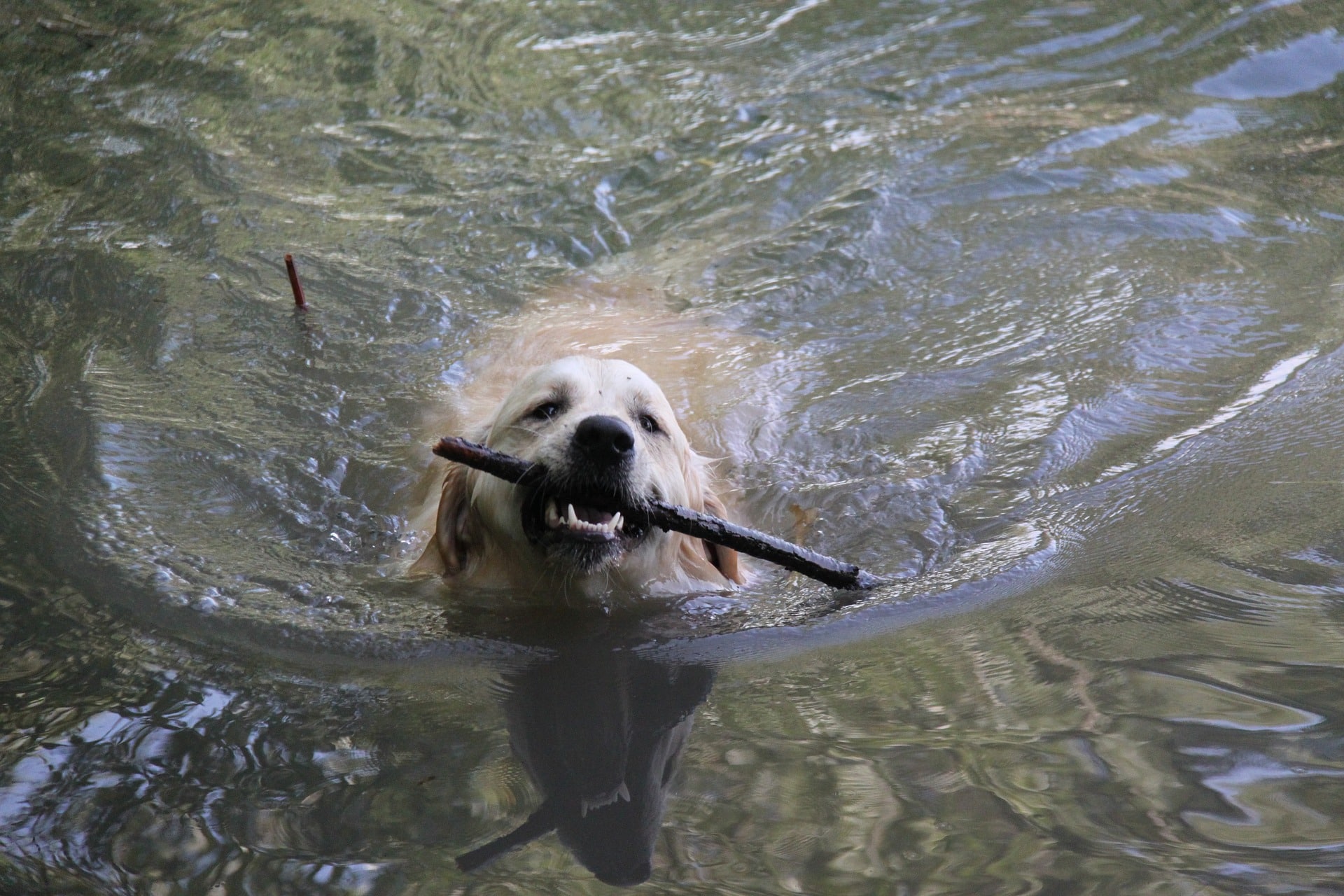 Golden Retriever Wesen, Charakter, Aussehen & Haltung