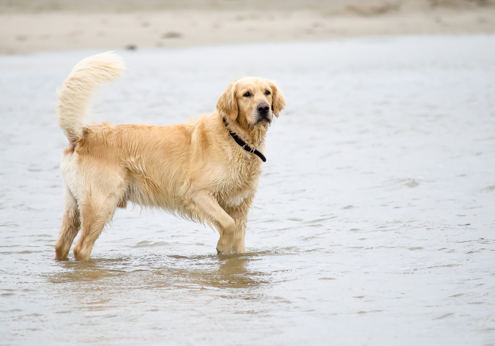 Golden Retriever: Wesen, Charakter, Aussehen & Haltung - GolDen Retriever Wasser Stolz