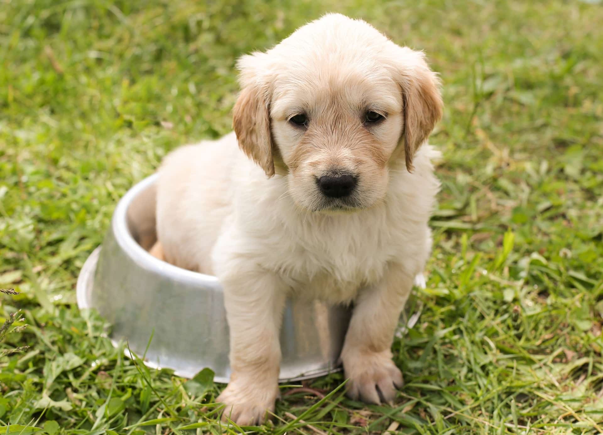 55+ Black Golden Retriever Beagle Mix