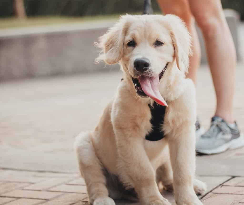 ein Golden Retriever Junghund streckt die Zunge raus
