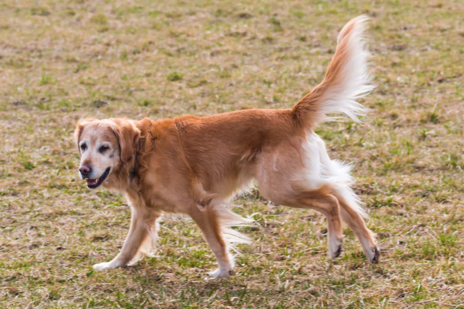 Golden Retriever: Lebenserwartung & Krankheiten - Emily Rusch 008t0cQM Lo Unsplash ScaleD 1536x1024