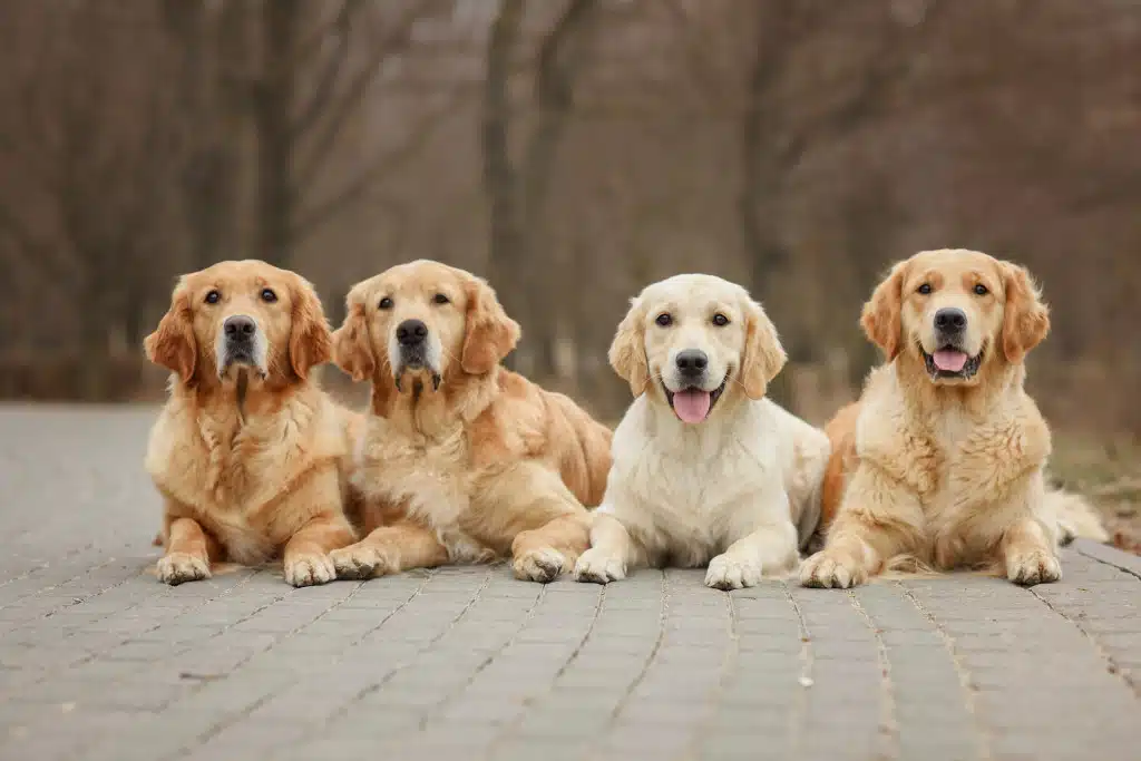 Verschiedene Linien der Golden Retriever, hier vier Golden Retriever schauen in die Kamera