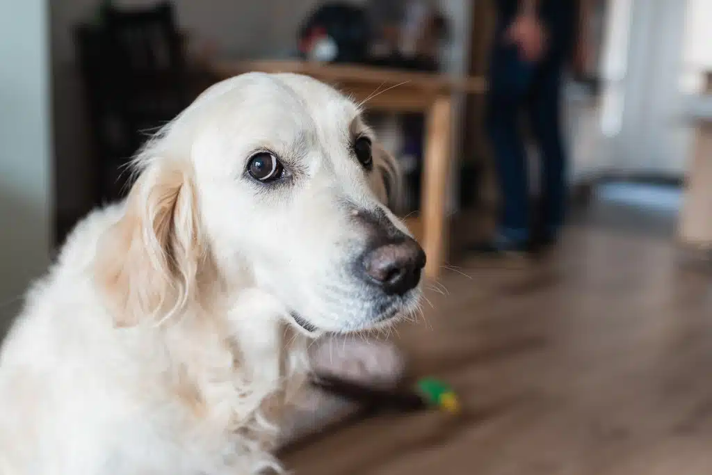 Ein Golden Retriever legt den Hundeblick auf. Kann diese Rasse dumm sein?